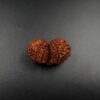 14 Mukhi Gauri-Shankar Rudraksh - Nepal - 57696RD - Image 3