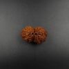 14 Mukhi Gauri-Shankar Ganesh Rudraksh - Nepal - 58175RD - Image 2