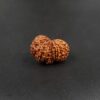 14 Mukhi Gauri-Shankar Ganesh Rudraksh - Nepal - 58175RD