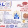 14 Mukhi Gauri-Shankar Ganesh Rudraksh - Nepal - 58175RD - Image 3