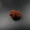 14 Mukhi Gauri-Shankar Rudraksh - Nepal - 57697RD