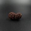 14 Mukhi Gauri-Shankar Rudraksh - Nepal - 57698RD