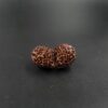 14 Mukhi Gauri-Shankar Rudraksh - Nepal - 57698RD - Image 3