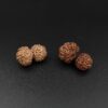14 Mukhi Gauri-Shankar Rudraksha - Indonesia - Image 2