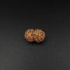 15 Mukhi Gauri-Shankar Rudraksha - Indonesia
