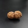 16 Mukhi Gauri-Shankar Rudraksh - Nepal - 61496RD - Image 2