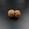 16 Mukhi Gauri-Shankar Rudraksh - Nepal - 61496RD - Image 3