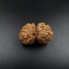 16 Mukhi Gauri-Shankar Rudraksh - Nepal - 61496RD
