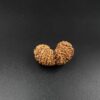 16 Mukhi Gauri-Shankar Rudraksh - Nepal - 61108RD - Image 3