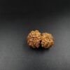 16 Mukhi Gauri-Shankar Rudraksh - Nepal - 61108RD - Image 2