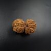 16 Mukhi Gauri-Shankar Rudraksh - Nepal - 61108RD - Image 4