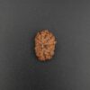 16 Mukhi Rudraksha - Indonesia