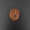 16 Mukhi Rudraksha - Indonesia