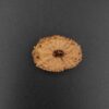 16 Mukhi Rudraksha - Indonesia