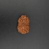 16 Mukhi Rudraksha - Indonesia
