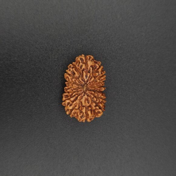 16 Mukhi Rudraksha - Indonesia