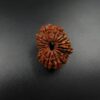 17 Mukhi Rudraksh - Nepal - 61495RD