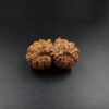 17 Mukhi Gauri-Shankar Rudraksh - Nepal - 61497RD - Image 2