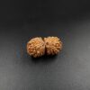 17 Mukhi Gauri-Shankar Rudraksh - Nepal - 61497RD - Image 3