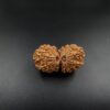17 Mukhi Gauri-Shankar Rudraksh - Nepal - 61497RD - Image 4