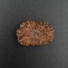 17 Mukhi Rudraksha - Indonesia