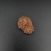 17 Mukhi Rudraksha - Indonesia
