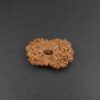 17 Mukhi Rudraksha - Indonesia
