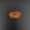 18 Mukhi Rudraksha - Indonesia
