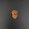 18 Mukhi Rudraksha - Indonesia