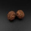19 Mukhi Gauri-Shankar Rudraksha - Indonesia - Image 2