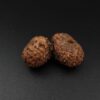 19 Mukhi Gauri-Shankar Rudraksha - Indonesia