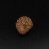 19 Mukhi Rudraksha - Indonesia