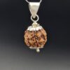 5 Mukhi Rudraksha - Nepal - Pendant