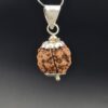 6 Mukhi Rudraksha - Nepal - Pendant