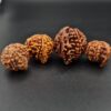 Ganesh Rudraksh - 150 - Image 2